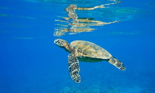 tortugas marinas aventura